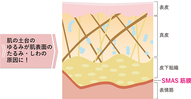 SMAS筋膜とその周辺の簡易図